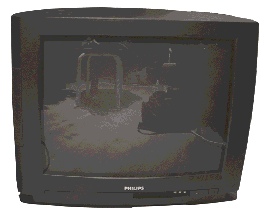 gif de différent traitement sur une photo d'un lézard des murailles